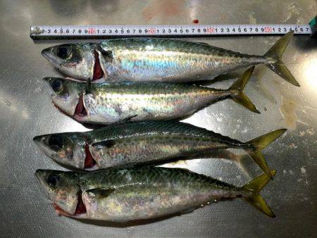 大サバ祭り開催!